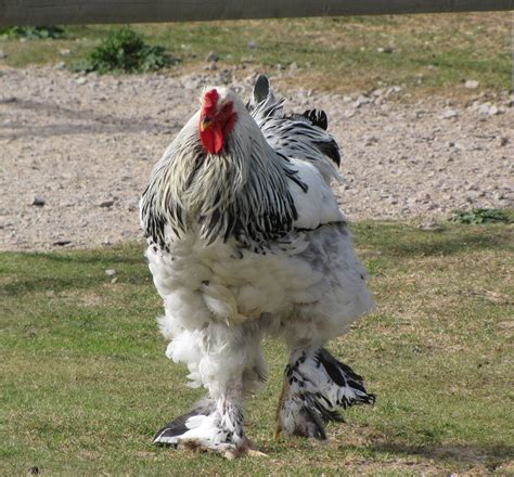 Summary of <strong>Brahma Chickens</strong>. . Giant brahma chickens for sale in texas